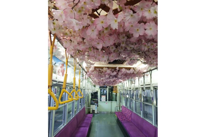 อุโมงค์ซากุระ