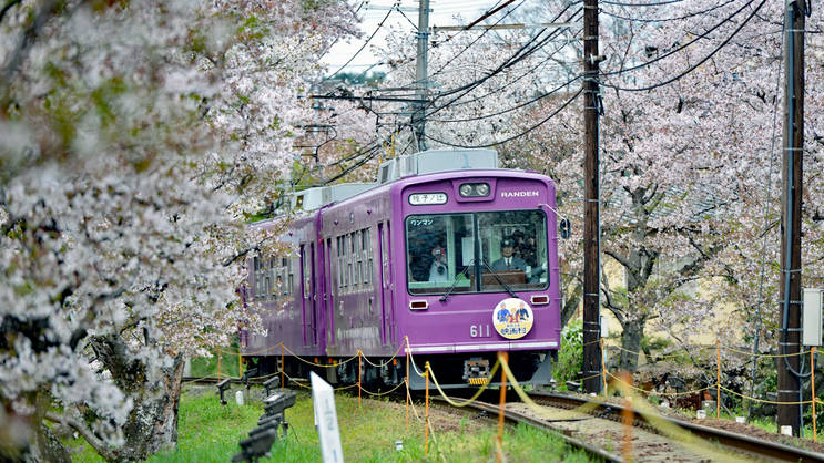 อุโมงค์ซากุระ