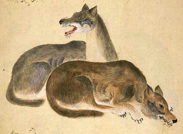 Japanese wolves