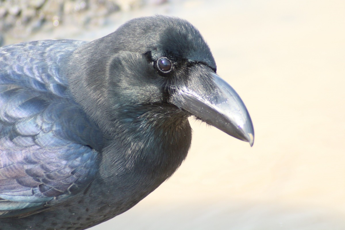 รู้จัก "อีกา" ราชาหัวขโมยแห่งประเทศญี่ปุ่น