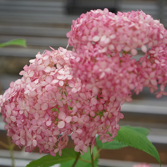 "ไฮเดรนเยีย" ดอกไม้สัญลักษณ์แห่งฤดูฝน กับหลากหลายเรื่องราวน่ารู้