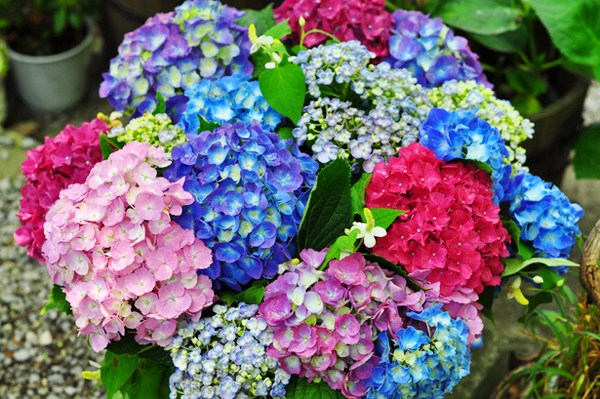 "ไฮเดรนเยีย" ดอกไม้สัญลักษณ์แห่งฤดูฝน กับหลากหลายเรื่องราวน่ารู้