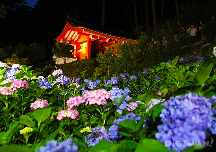 ชมความงดงามในยามค่ำคืนของสวนดอกไฮเดรนเยียที่วัดมิมูโรโตจิกันเถอะ