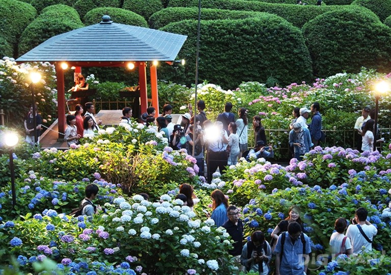 ชมความงดงามในยามค่ำคืนของสวนดอกไฮเดรนเยียที่วัดมิมูโรโตจิกันเถอะ