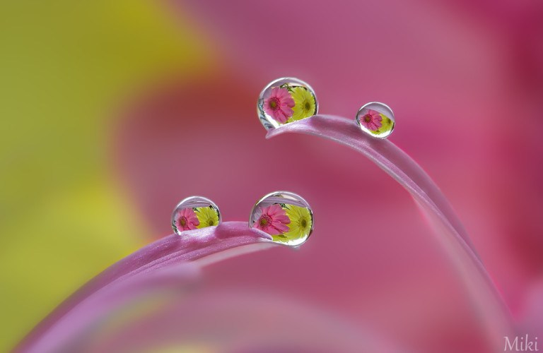 Miki Asai