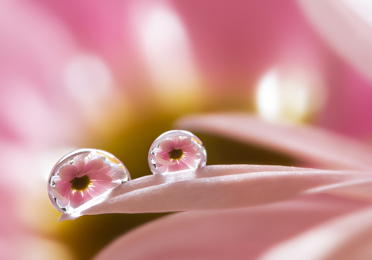 Miki Asai