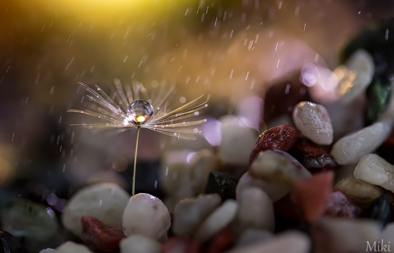 Miki Asai