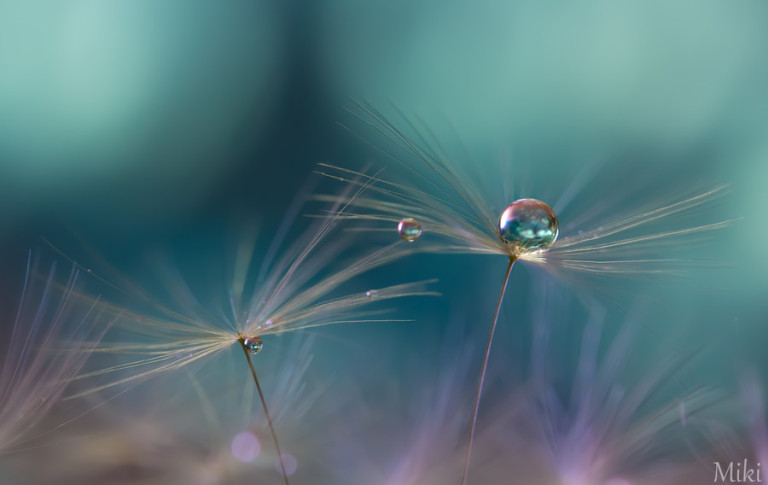 Miki Asai