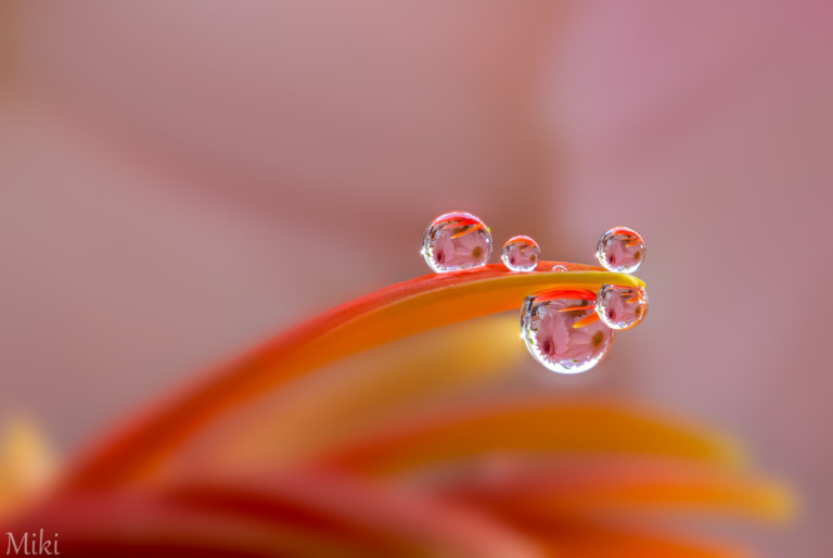 Miki Asai