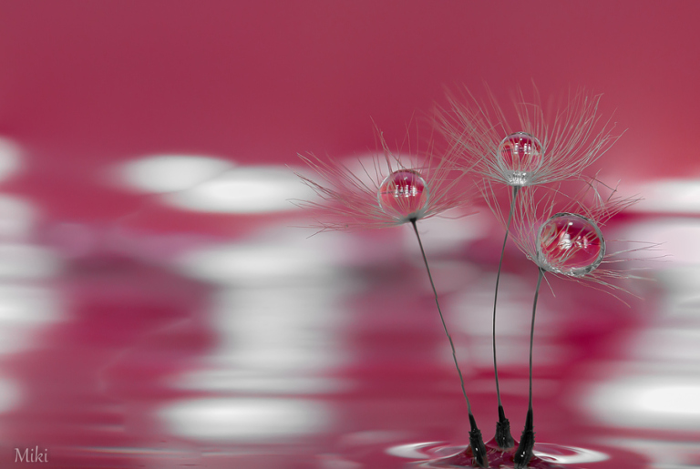 Miki Asai