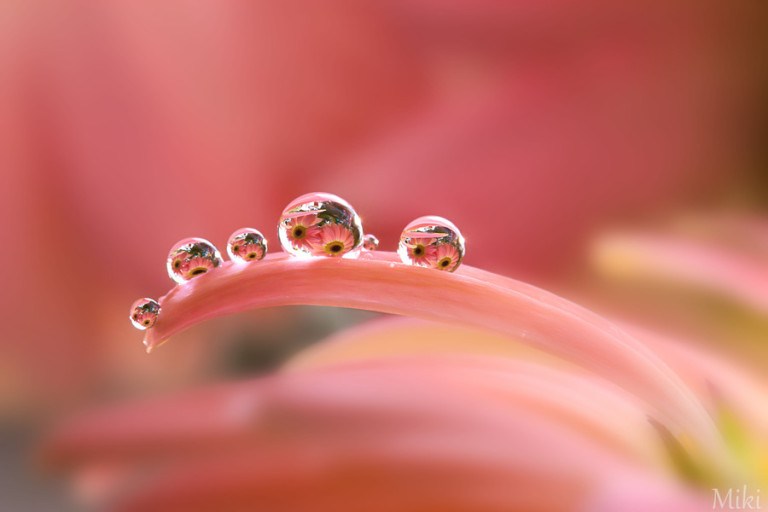 Miki Asai