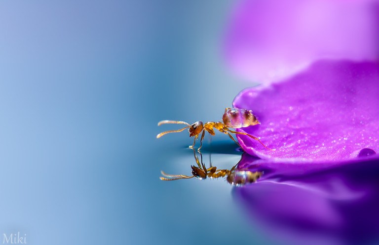 Miki Asai