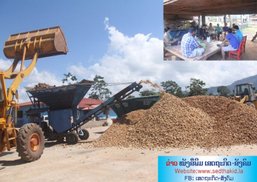 ຜູ້ປູກມັນຕົ້ນເຈັບຫົວ ບໍລິສັດໂຈະການເກັບຊື້ ຍ້ອນລັດເກັບພາສີອາກອນຊ້ຳຊ້ອນ