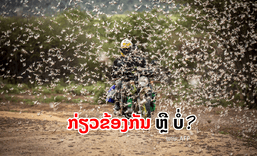ການລະບາດຂອງຕັກກະແຕນຝູງໃຫຍ່ຢູ່ອາຟຣິກາ ແລະ ອິນເດຍ ກ່ຽວຂ້ອງກັບການລະບາດຢູ່ທາງພາກເໜືອຂອງລາວບໍ?