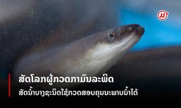 ຄວາມອ່ອນໄຫວຂອງສັດນ້ຳກັບມົນລະພິດ: ສັດນໍ້າບາງຊະນິດໃຊ້ກວດສອບຄຸນນະພາບນໍ້າໄດ້