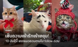 ເສີບຄວາມໜ້າຮັກໜ້າຫຍຸມ! 10 ບັນຊີນີ້ ທາດແມວຫ້າມພາດເດັດຂາດ ຕາມໄປ follow ດ່ວນ