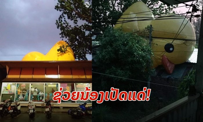 ພາຍຸລະດູຮ້ອນບໍ່ປານີ ລົມພັດຍົກ "ເປັດເຫຼືອງອຸດອນທານີ" ລອຍຂຶ້ນຈາກນໍ້າ