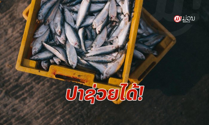 ຢາກເພີ່ມພະລັງທາງເພດ ແລະ ເພີ່ມຄວາມທົນທານ ໜຸ່ມໆຄວນຫັນມາກິນ "ປາ" ໃຫ້ຫຼາຍຂຶ້ນ