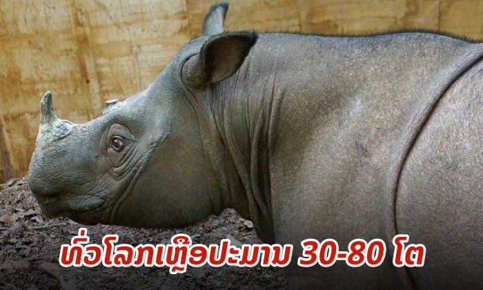 ແຮດສຸມາດຕຣາເພດຜູ້ "ໂຕສຸດທ້າຍ" ໃນມາເລເຊຍຕາຍແລ້ວ