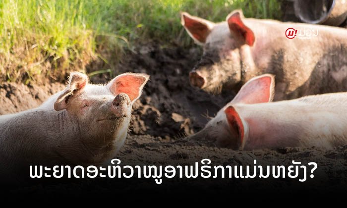 ພະຍາດອະຫິວາໝູອາຟຣິກາແມ່ນຫຍັງ ແລະ ຕິດຕໍ່ຈາກໝູສູ່ຄົນໄດ້ ຫຼື ບໍ່?