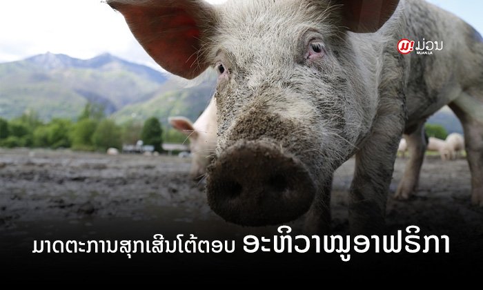 ເປີດມາດຕະການສຸກເສີນ ເພື່ອຕ້ານ ສະກັດກັ້ນ ແລະ ໂຕ້ຕອບພະຍາດອະຫິວາໝູອາຟຣິກາໃນລາວ