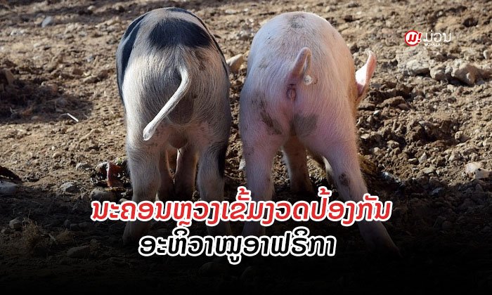 ນະຄອນຫຼວງ ເຂັ້ມງວດປ້ອງກັນເຊື້ອພະຍາດ "ອະຫິວາໝູອາຟຣິກາ" ທີ່ກຳລັງລະບາດຢູ່ພາກໃຕ້