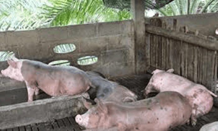 ເມືອງຕຸ້ມລານ ແຂວງສາລະວັນ ພົບໝູຕາຍກວ່າ 2,500 ໂຕ ຈາກພະຍາດອະຫິວາໝູອາຟຣິກາ