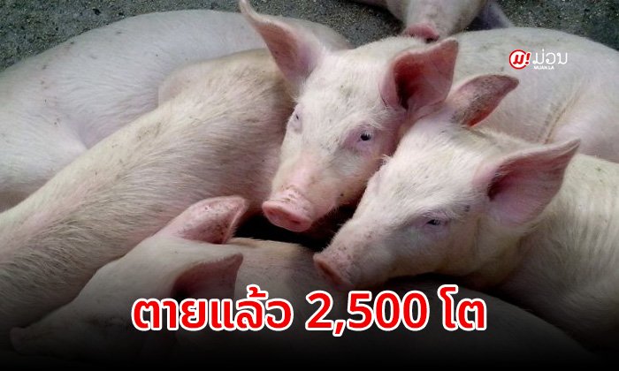 ພະຍາດອະຫິວາໝູອາຟຣິກາ ເຮັດໃຫ້ໝູໃນແຂວງສາລະວັນຕາຍແລ້ວ 2,500 ໂຕ