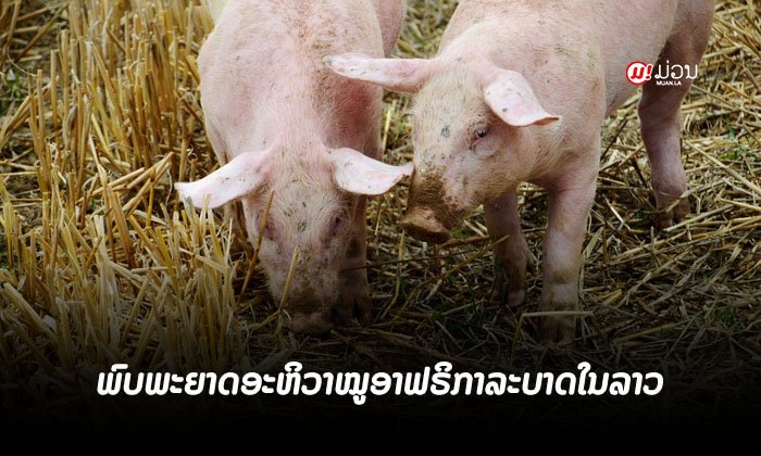ພົບການລະບາດຂອງ "ພະຍາດອະຫິວາໝູອາຟຣິກາ" ເປັນຄັ້ງທຳອິດໃນລາວ ຢູ່ເມືອງຕຸ້ມລານ ແຂວງສາລະວັນ