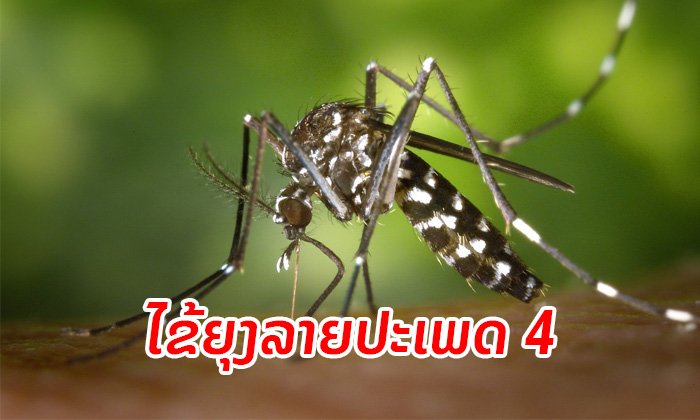 ພົບການລະບາດຂອງພະຍາດໄຂ້ຍຸງລາຍປະເພດ 4 ຮ້າຍແຮງ ບໍ່ມີທັນມີຢາປ້ອງກັນ ຫຼື ປິ່ນປົວ