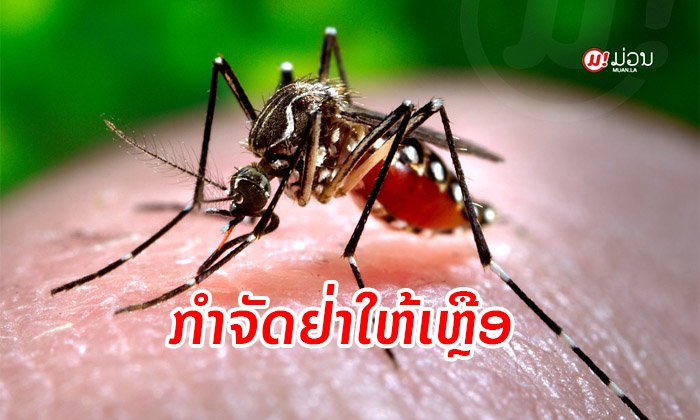 ວິທີກຳຈັດຍຸງລາຍບໍ່ໃຫ້ເຫຼືອຊາກ! ເພື່ອໃຫ້ຄົນໃນເຮືອນປອດໄພຈາກ "ພະຍາດໄຂ້ຍຸງລາຍ"