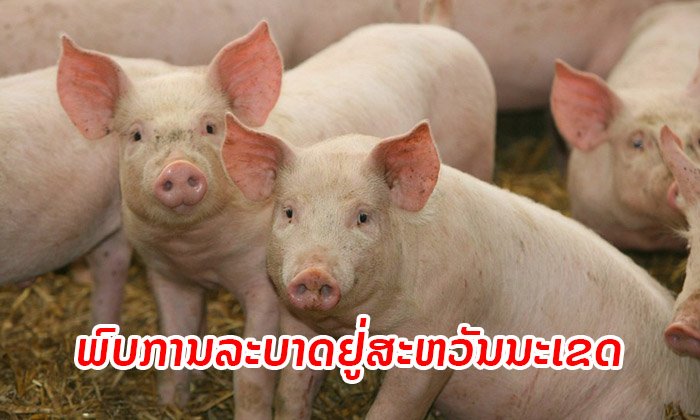ແຂວງທີ 3 ແລ້ວ! ພົບເຊື້ອພະຍາດ "ອະຫິວາໝູອາຟຣິກາ" ຢູ່ ເມືອງທ່າປາງທອງ ແຂວງສະຫວັນນະເຂດ