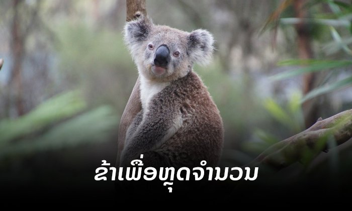 ຈິງໂຈ້-ໂຄອາລາ ລົ້ນເມືອງ - ອອສເຕຣເລຍສະເໜີ "ຂ້າ" ເພື່ອຫຼຸດຈຳນວນບໍ່ໃຫ້ຫຼາຍເກີນໄປ