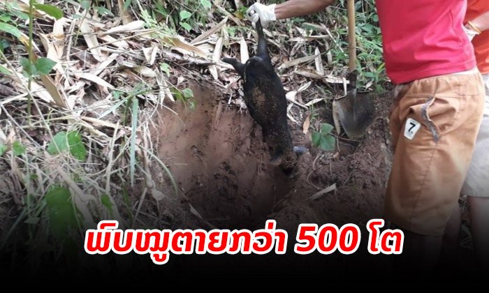 ເມືອງຊ່ອນ ແຂວງຫົວພັນ ພົບໝູຕາຍ 578 ໂຕ ໃນ 17 ບ້ານ