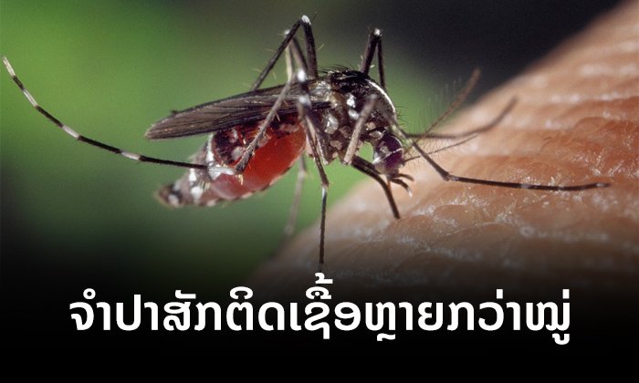 6 ເດືອນຕົ້ນປີ 2019 ມີຜູ້ເສຍຊີວິດແລ້ວ 25 ຄົນ ຈາກພະຍາດໄຂ້ຍຸງລາຍ - ຈຳປາສັກຕິດເຊື້ອຫຼາຍກວ່າໝູ່