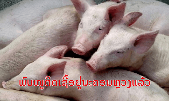 ອະຫິວາໝູອາຟຣິກາມາຮອດນະຄອນຫຼວງວຽງຈັນແລ້ວ ກວດພົບທີ່ເມືອງນາຊາຍທອງ