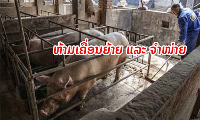 ລັດຫ້າມ ເມືອງຕຸ້ມລານ ແຂວງສາລະວັນ ແລະ ບ້ານນາສ້ຽວ ເມືອງນາຊາຍທອງ ເຄື່ອນຍ້າຍ-ຈຳໜ່າຍໝູ