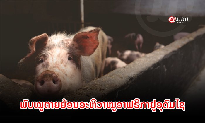 ພົບອະຫິວາໝູອາຟຣິກາລະບາດ ຢູ່ເມືອງໄຊ ແຂວງອຸດົມໄຊ ໝູຕາຍແລ້ວຢ່າງໜ້ອຍ 451 ໂຕ