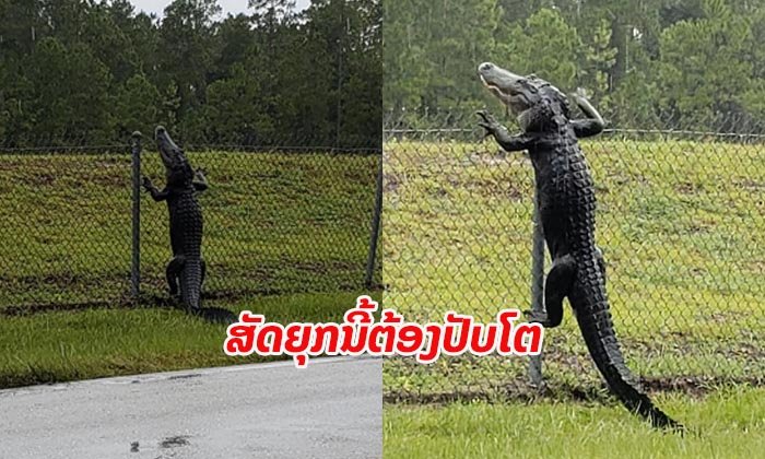 ແຂ້ສະຫະລັດ ສະແດງທັກສະການປີນຂ້າມຮົ້ວສຸດຄ່ອງແຄ້ວ