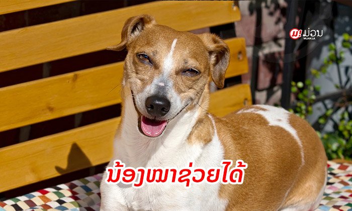 ການຫຼິ້ນກັບນ້ອງໝາ ແລະ ນ້ອງແມວພຽງ 10 ນາທີ ສາມາດຫຼຸດຜ່ອນລະດັບຄວາມເຄັ່ງຕຶງລົງໄດ້