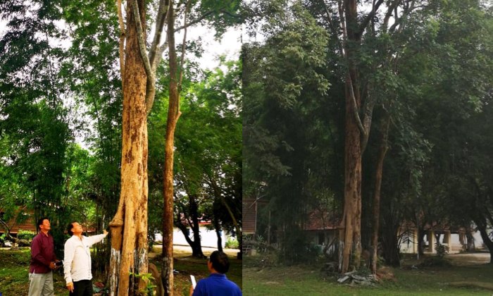 ພົບຕົ້ນໄມ້ຂະຍຸງອາຍຸ 100 ກວ່າປີ ທີ່ເມືອງທ່າພະບາດ ແຂວງບໍລິຄຳໄຊ