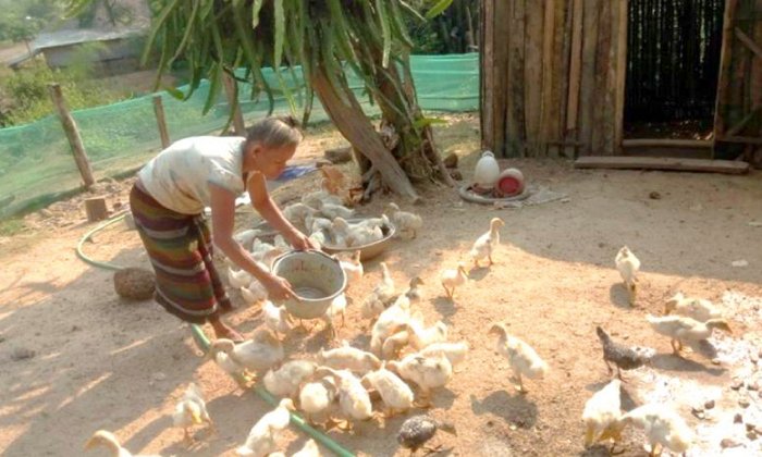 ບ້ານຕາຍົງ ເມືອງນອງ ສະຫວັນນະເຂດ ບ້ານຕົວແບບໃນການສ້າງລາຍຮັບຄອບຄົວ