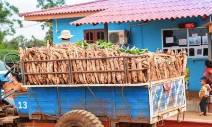 6 ເດືອນຕົ້ນປີ ເຊກອງສົ່ງອອກມັນຕົ້ນ ລວມມູນຄ່າ 9 ຕື້ກວ່າກີບ