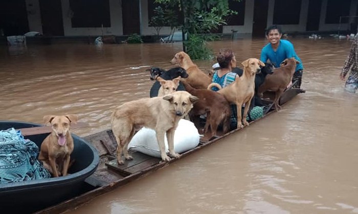 ຢ່າຖິ້ມນ້ອງ! ວິທີປົກປ້ອງ-ເບິ່ງແຍງສັດລ້ຽງໃຫ້ປອດໄພໃນໄລຍະເກີດໄພພິບັດຕ່າງໆ