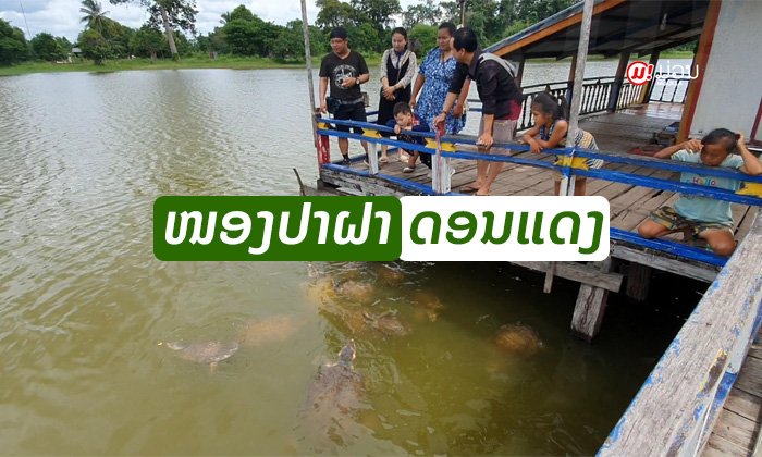 "ໜອງປາຝາດອນແດງ" ຖ້າໄດ້ໄປຢາມເມືອງຈຳພອນ ຕ້ອງແວ່ທ່ຽວຊົມຈັກຄັ້ງ!