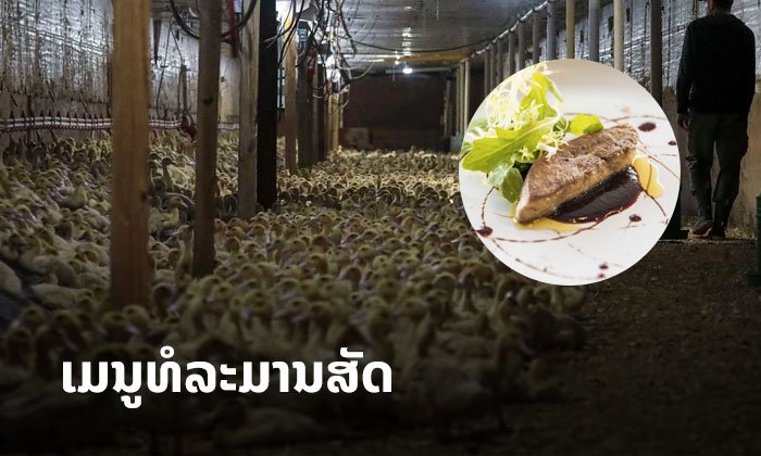 ນິວຢອກ ສະຫະລັດອາເມຣິກາ ຫ້າມຮ້ານອາຫານຂາຍເມນູຟົວກຣາ “ຕັບຫ່ານ” ມີຜົນບັງຄັບໃຊ້ປີ 2022