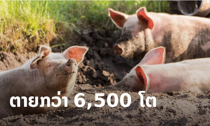 ຫຼວງນ້ຳທາ ມີໝູກວ່າ 6,500 ໂຕ ຕາຍຍ້ອນພະຍາດອະຫິວາໝູອາຟຣິກາ