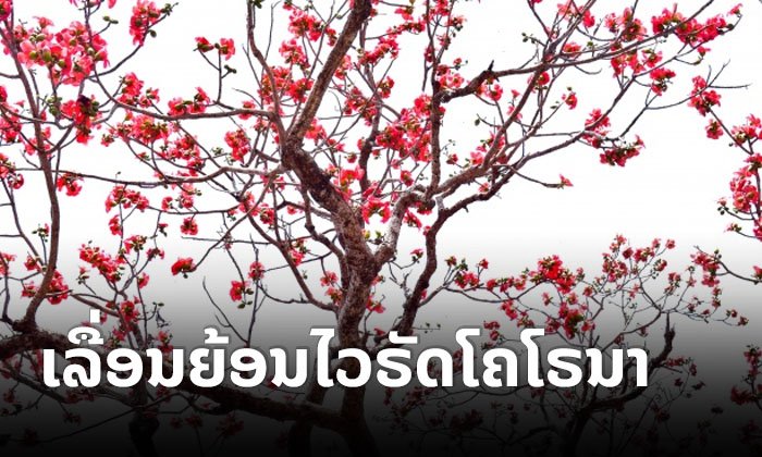 ເມືອງຕົ້ນເຜິ້ງ ປະກາດເລື່ອນເທດສະການດອກງິ້ວບານແບບບໍ່ມີກຳນົດ ຍ້ອນສະຖານະການໄວຣັດໂຄໂຣນາ