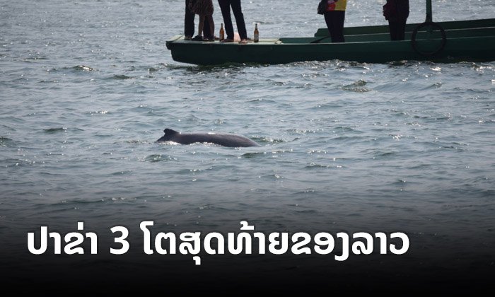 ສະບາຍດີ "ປາຂ່າ" ໂລມານໍ້າຈືດແຫ່ງນໍ້າຂອງແດນໃຕ້ ສັດສະຫງວນທີ່ເຫຼືອພຽງ 3 ໂຕເທົ່ານັ້ນຢູ່ໃນລາວ