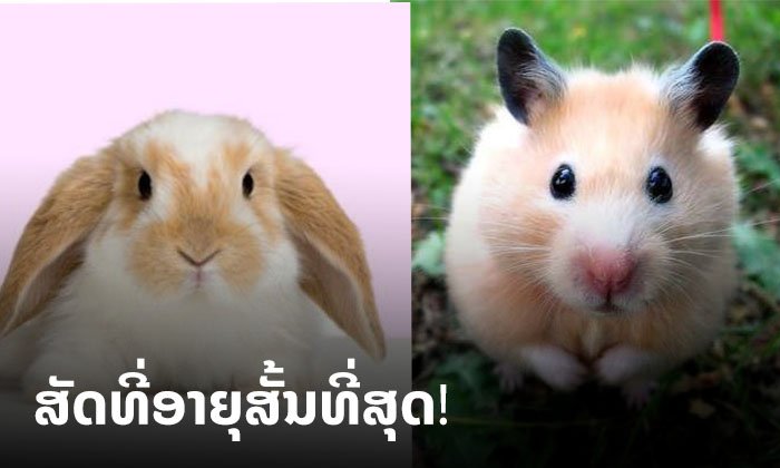 ພາກັນຮູ້ແລ້ວບໍ່? 10 ອັນດັບສັດທີ່ມີອາຍຸສັ້ນທີ່ສຸດໃນໂລກມີສັດໃດແດ່?